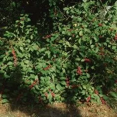 thumbnail for publication: Callicarpa americana American Beautyberry